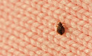 When your mother told you to pick up your dirty socks off the floor and into the hamper, she was practicing bed bug prevention. Who knew?Photo: University of Sheffield