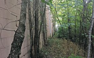 Note how the rear of this building was once maintained, but has fallen into neglect; the forest is beginning to reclaim its old territory. The vines up the back allow an easy route for mice to gain entry. Photo: Mark Sheperdigian, BCE