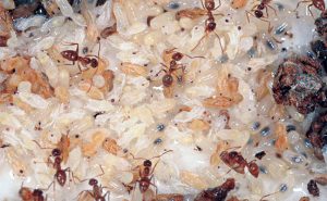 Tawny crazy ant workers interact with their brood. Photo: Dr. Blake Layton