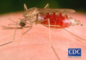 Photo: Global Health – Division of Parasitic Diseases and Malaria