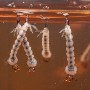 Photo: PestWorld.org