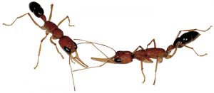 No Tinder app needed for this pair of Indian jumping ants.Photo: Dr. Jürgen Liebig/Arizona State University