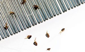 PHOTO: CMANNPHOTO/ISTOCK/ GETTY IMAGES PLUS/GETTY IMAGES