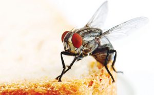 PHOTO: iStock.com/BarnabyChambers