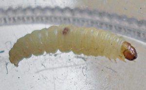 Photo: Choe Laboratory, UC-Riverside