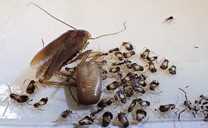 PHOTO: Mark Sheperdigian