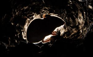 PHOTO: iStock.com/DamianKuzdak