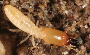 Photo: Gary Alpert, Harvard University, Bugwood.org