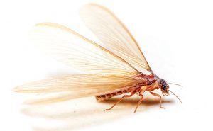 PHOTO: iStock.com/DenBoma