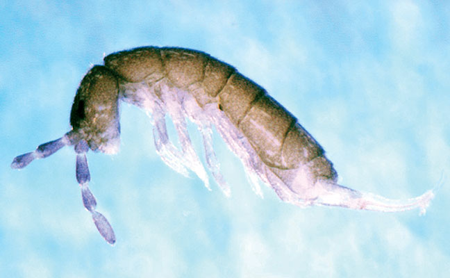 Photo: Susan Ellis, Bugwood.org