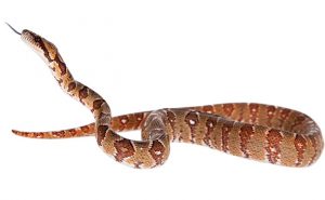 PHOTO: iStock.com/Farinosa