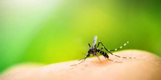 mosquito on arm PHOTO: ISTOCK.COM/AUIMEESRI