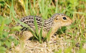 PHOTO: iStock.com/NNehring