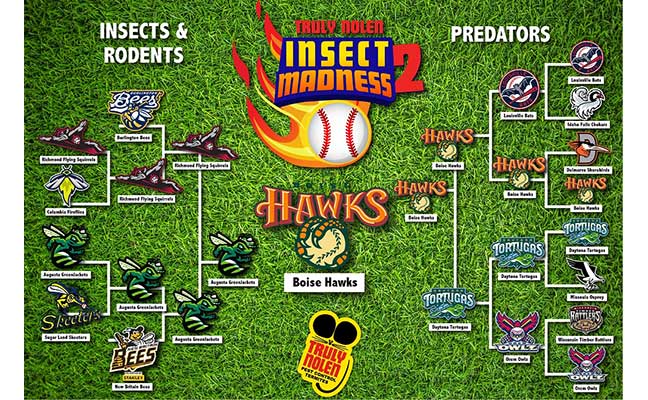 Insect Madness 2 bracket