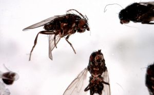 Photo: Mark Sheperdigian