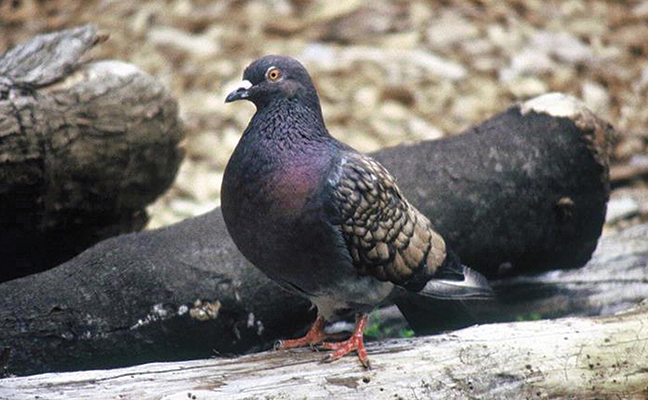 Photo: Lee Karney, US Fish and Wildlife Service, Bugwood.org