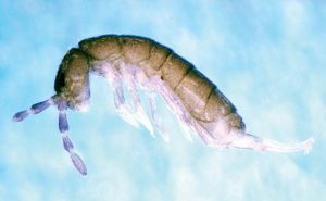 Photo: Susan Ellis, Bugwood.org