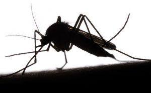 mosquito PHOTO: ISTOCK.COM/DOUG4537