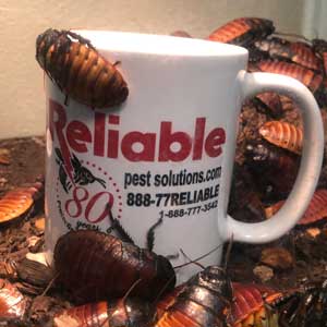 Reliable Pest Solutions, cockroaches