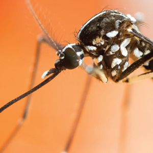 (PHOTO: ISTOCK .COM/GORDZAM)