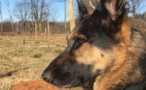 Latimer's German shepherd