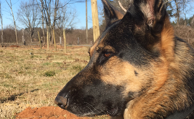 Latimer's German shepherd