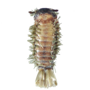 Photo: National Pest Management Association