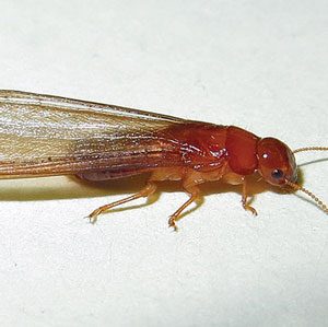 Wegner: Formosan-Subterranean-Termite