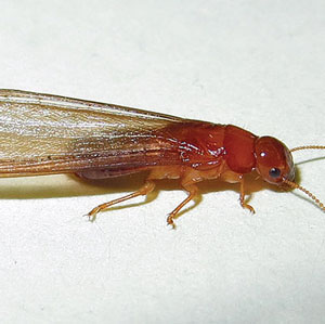 Wegner: Formosan-Subterranean-Termite