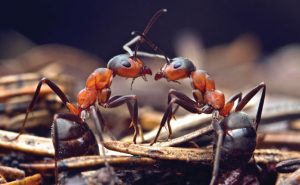 ants. PHOTO: iStock.com/buslig22