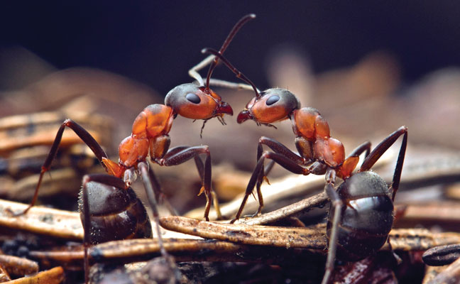 ants. PHOTO: iStock.com/buslig22