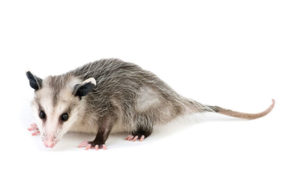 PHOTO: iStock.com/mawear