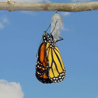 PHOTO: iStock.com/microdon