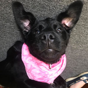 PHOTO: ECO SERVE PEST SERVICES