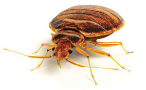 PHOTO: iStock.com/animatedfunk