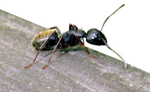 PHOTO: DR. GERRY WEGNER