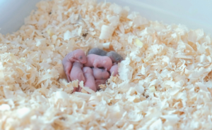 PHOTO: ISTOCK.COM/FAMILYLIFESTYLE