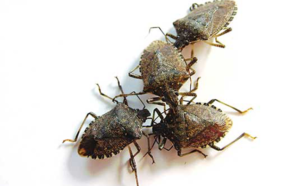 Stink bugs. PHOTO: MARK SHEPERDIGIAN, BCE