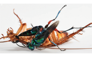 PHOTO: DR. KENNETH CATANIA, VANDERBILT UNIVERSITY