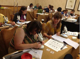 PHOTO: INSECTS LIMITED