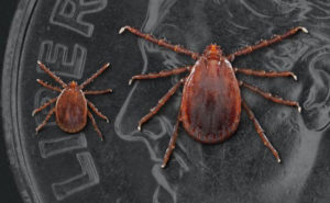 longhorned tick (PHOTO: JAMES GATHANY, CDC/DVBD)