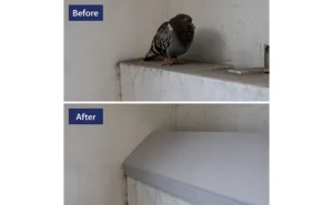 Before and After AviAngle