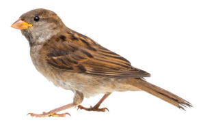 sparrow, PHOTO: ISTOCK.COM/GLOBALP