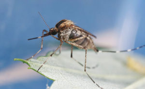 Encephalitis mosquito (Culex tarsalis) PHOTO: JOSEPH BURGER, BUGWOOD.ORG