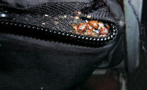 PHOTO: MARK SHEPERDIGIAN, BCE