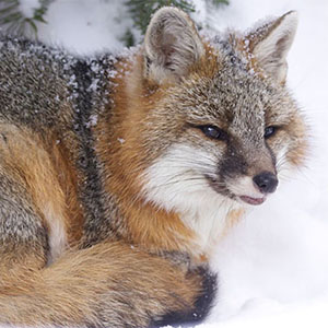 The new strain of canine distemper virus was found in two gray foxes similar to these foxes. PHOTO: VERMONT FISH AND WILDLIFE DEPARTMENT