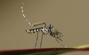 Asian tiger mosquito (Aedes albopictus) PHOTO: ISTOCK.COM/IMNATURE