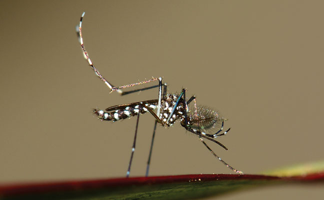 Asian tiger mosquito (Aedes albopictus) PHOTO: ISTOCK.COM/IMNATURE