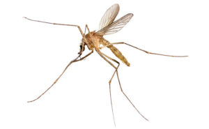 mosquito PHOTO: ISTOCK.COM/TOM STOCKER