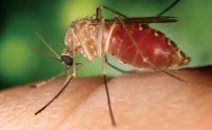 Southern house mosquito (C. quinquefasciatus) PHOTO: CDC/JIM GATHANY